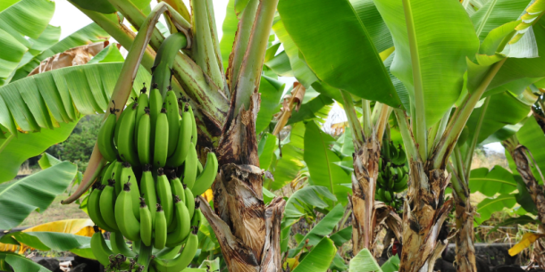 Control de calidad del banano orgánico en República Dominicana