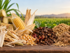 Micotoxinas en subproductos agrícolas