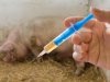 Uso de Antibióticos como Promotores del Crecimiento en Animales
