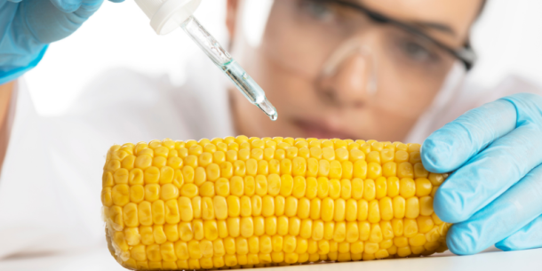 Alimentos transgénicos