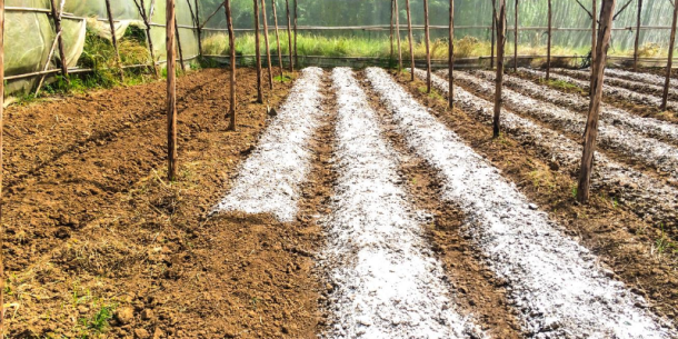 Uso de sulfato de hierro en agricultura