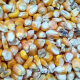 Aflatoxinas en los granos