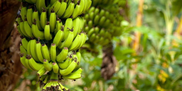 producción de banano orgánico en Perú