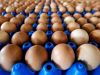 Presencia de Fipronil en Huevos