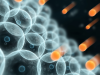Compuestos Bioactivos en los Alimentos
