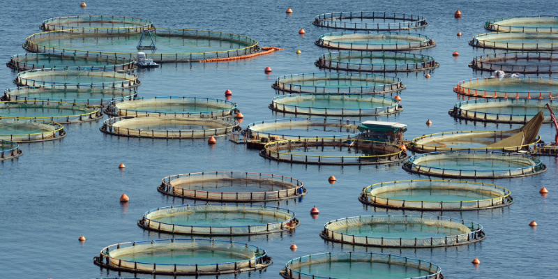 El crecimiento de la acuicultura en Latinoamérica: tendencias, desafíos y oportunidades para la producción, exportación y cumplimiento regulatorio en 2026