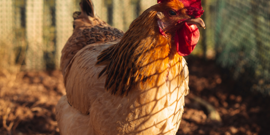 Hepatitis E en productos de origen animal