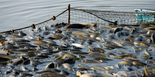 La acuicultura en Colombia en 2026: enfoque técnico, cumplimiento regulatorio y necesidades analíticas del sector