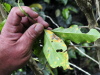 Plagas de Café en Latinoamérica