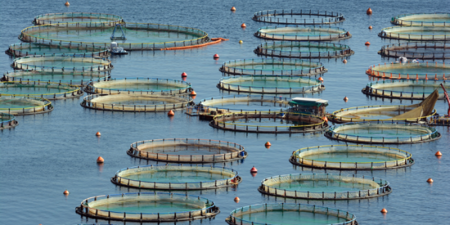 El crecimiento de la acuicultura en Latinoamérica: tendencias, desafíos y oportunidades para la producción, exportación y cumplimiento regulatorio en 2026