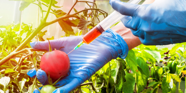 Nuevas autorizaciones de organismos genéticamente modificados (OGMs) en la UE