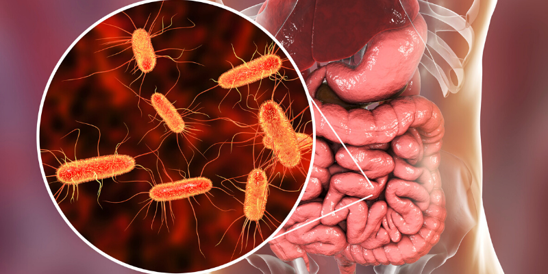 Cómo afecta la Escherichia coli en la salud humana?