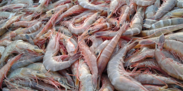 Producción de camarón más sostenible mediante herramientas digitales