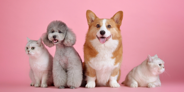 Perfiles nutricionales en alimentos para mascotas: garantizando la salud de nuestros mejores amigos