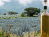 Análisis isotópico para garantizar la autenticidad en Tequila