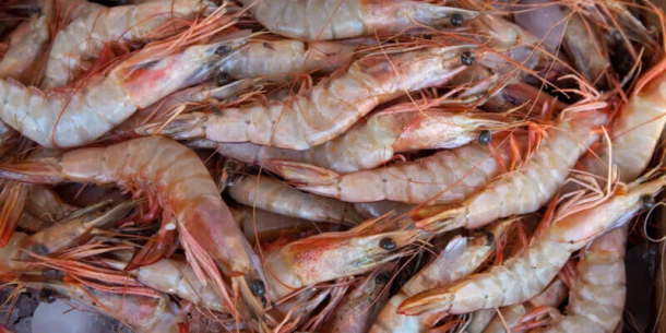 Análisis de laboratorio en Camarón