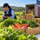 ¿Qué es el programa NOP USDA?