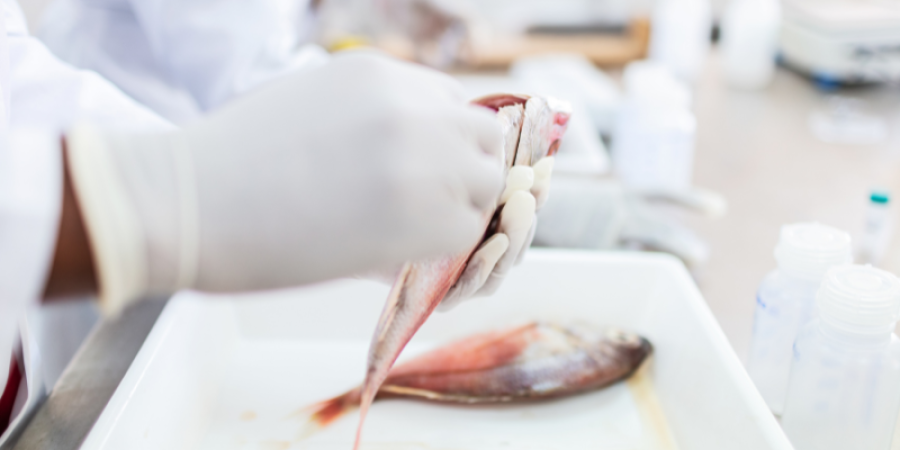 Control de verde malaquita e histamina en pescado: un pilar crítico para la inocuidad y exportación