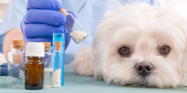 Antibióticos veterinario