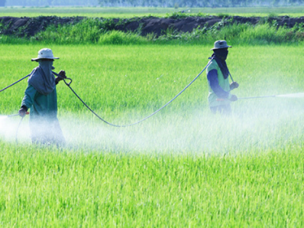 Prohibición de uso de insecticidas: carbofuran, carbosulfan, diazinon, aldicarb y dicofol