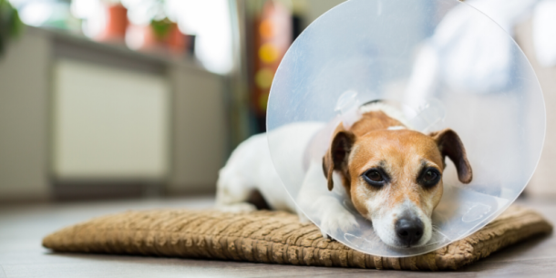 Alimento de Mascotas: Riesgos y Reglamento de la Nutrición Animal