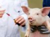 Uso de Antibióticos en Alimentación Animal