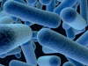 Listeria en la industria alimentaria