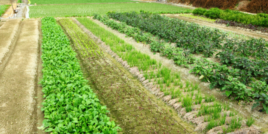 Níquel en alimentos: nuevos límites de la UE y todo lo que el exportador latinoamericano debe saber