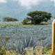 Análisis isotópico para garantizar la autenticidad en Tequila
