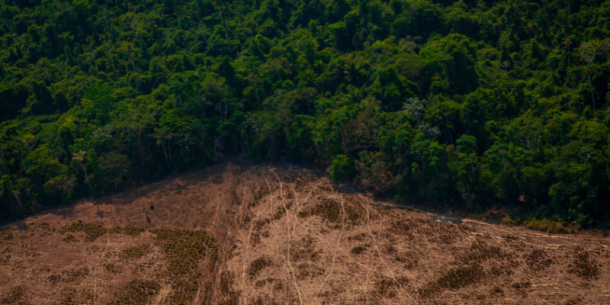 Certificado de No Deforestación: Implicaciones para los Países Exportadores
