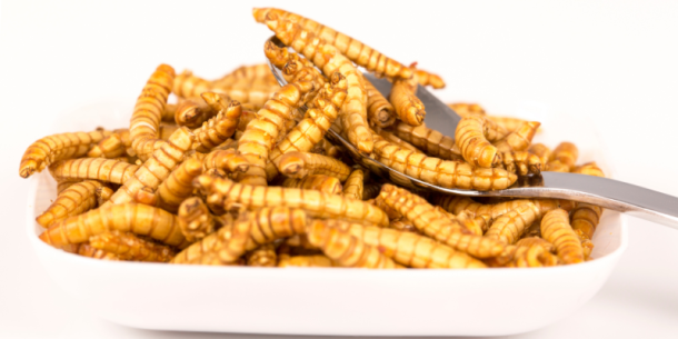 Caracterización de Proteína y Aceites de Insecto para uso Alimentario