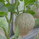 Pyridalyl en melón: innovación en el control de plagas con impacto en la inocuidad alimentaria