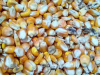 Aflatoxinas en los granos