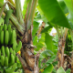 Control de calidad del banano orgánico en República Dominicana