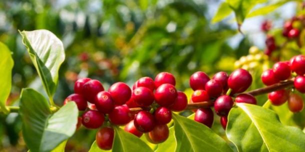 Análisis en fruto de café