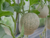 Pyridalyl en melón: innovación en el control de plagas con impacto en la inocuidad alimentaria