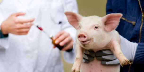 Uso de Antibióticos en Alimentación Animal