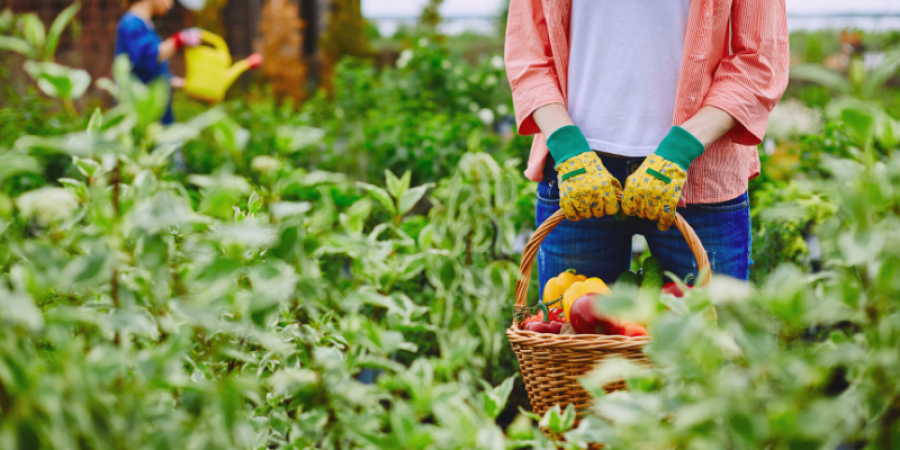 Post-Harvest Challenges that Affect Quality of Agricultural Produce and How to Prevent Them