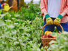 Post-Harvest Challenges that Affect Quality of Agricultural Produce and How to Prevent Them