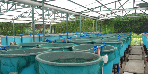 ¿Qué son las Buenas Prácticas Acuícolas?
