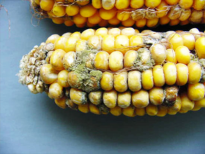 Aflatoxinas