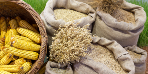 Conversión de subproductos agrícolas en negocios exportables sostenibles